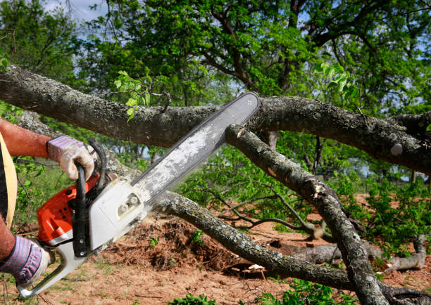 Best Storm Damage Tree Cleanup  in Turpin Hills, OH